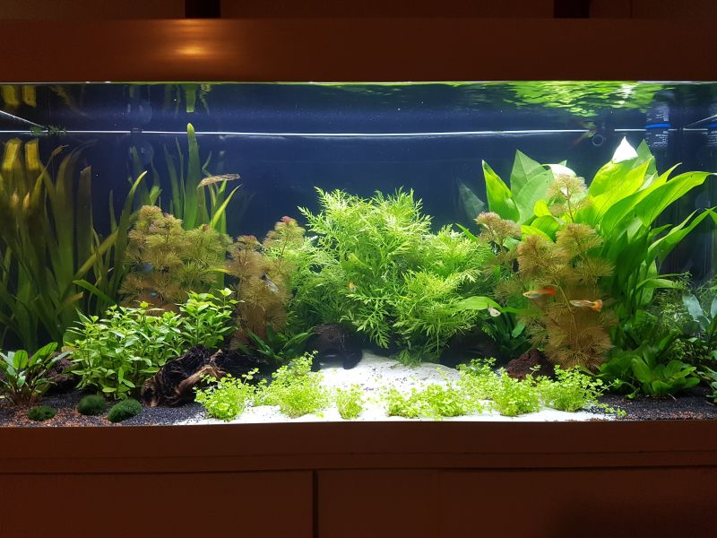 plantes d'aquarium