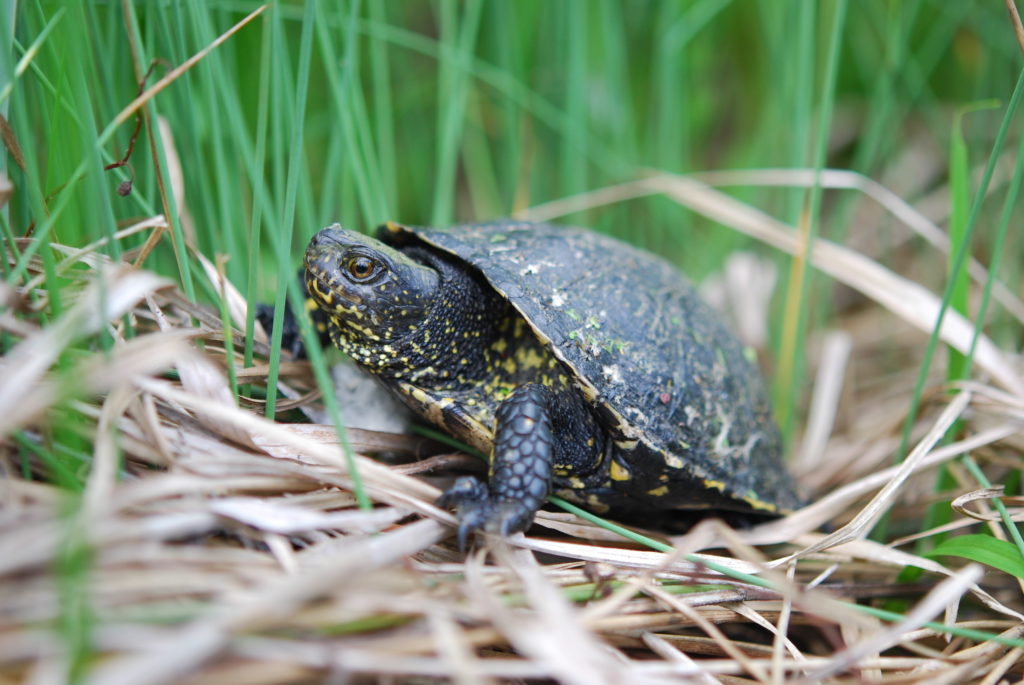 tortue cistude d'Europe