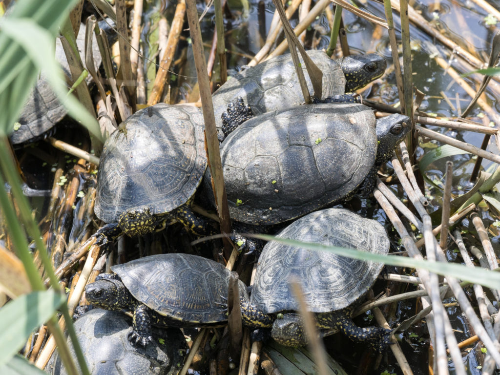 tortue cistude d'Europe