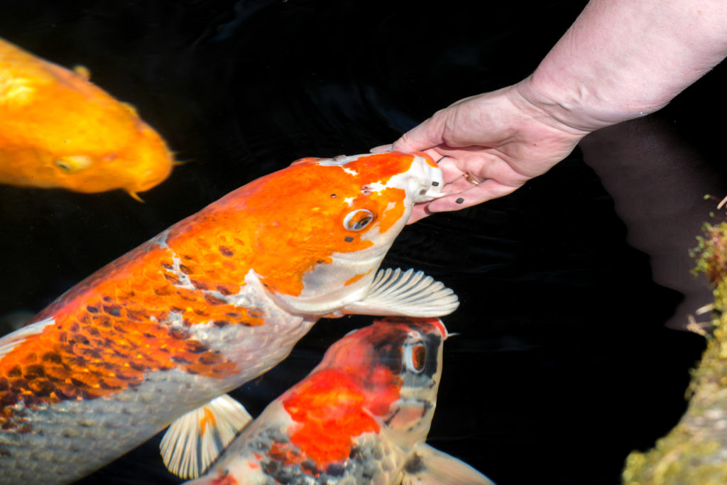 Une nourriture variée et complète avec Flocons Pour Bassin 3L