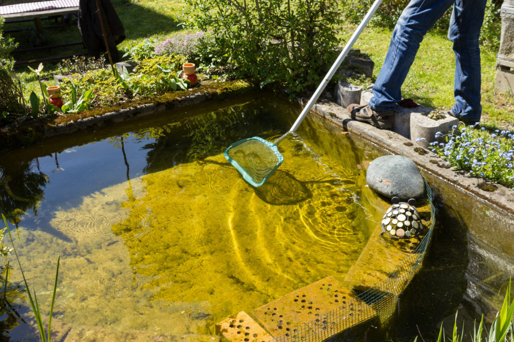 entretenir son bassin de jardin