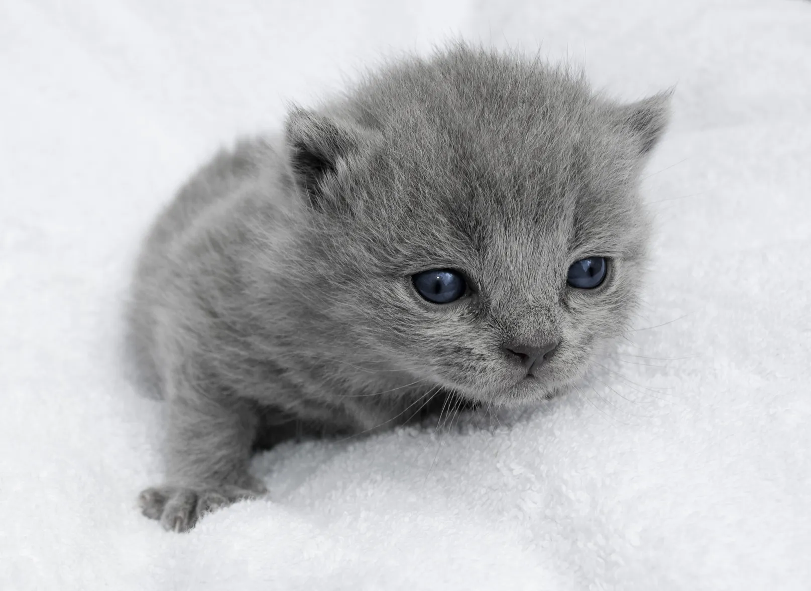 prendre soin d’un chaton prendre soin d'un chaton
