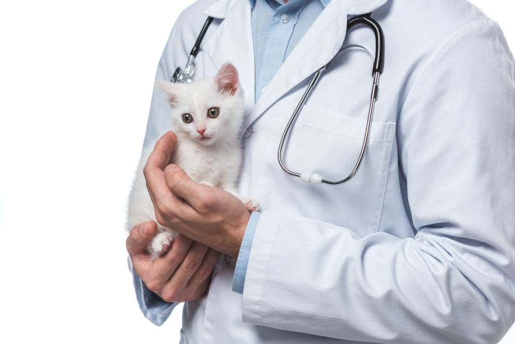 un vétérinaire prend soin d'un chaton