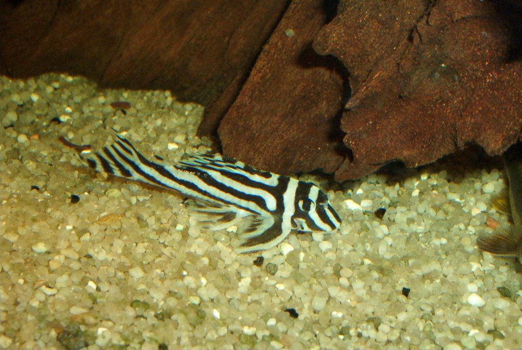 pléco zébré Hypancistrus Zebra