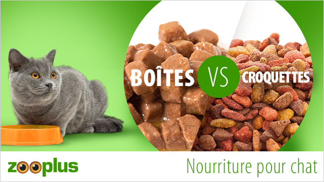 Boîtes ou croquettes pour chat : que privilégier ? - Magazine zooplus