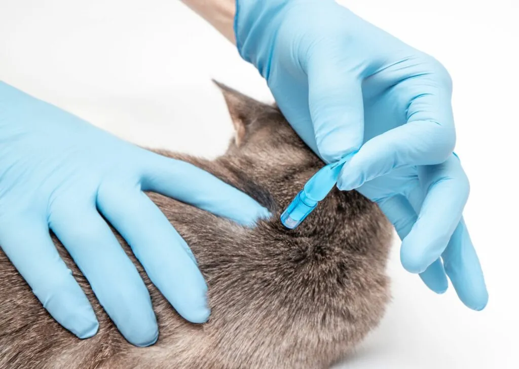 chat et traitement parasites un chat se fait traiter contre les parasites