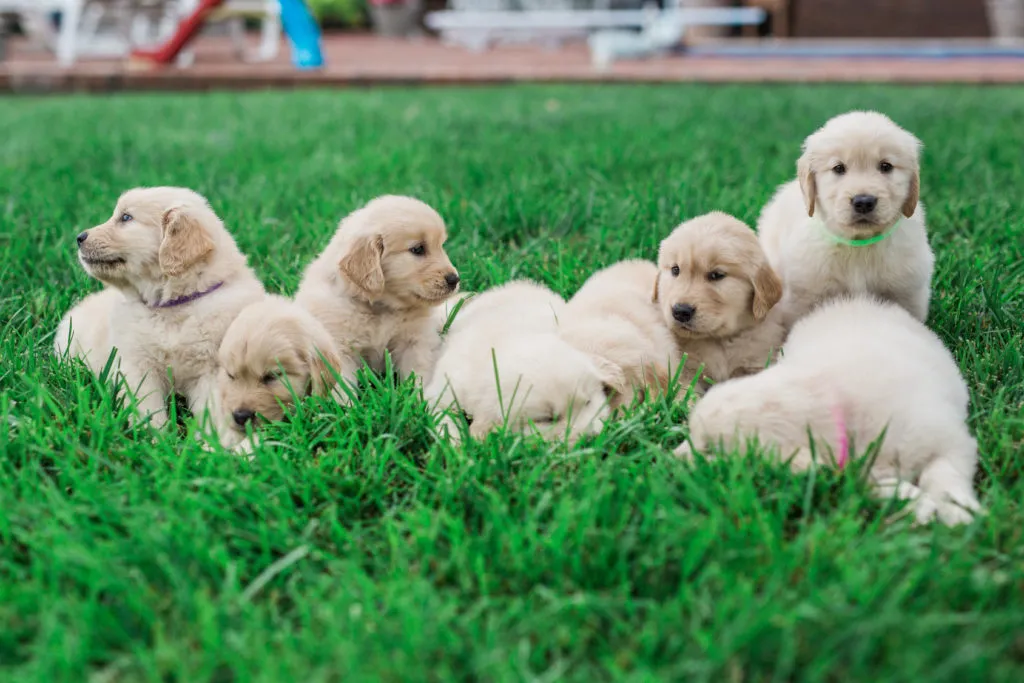 Port&eacute;e de chiots Golden Retrievers dans l'herbe