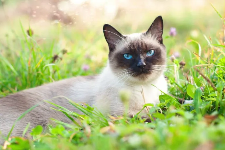 chat et hautes herbes chat, hautes herbes et parasites