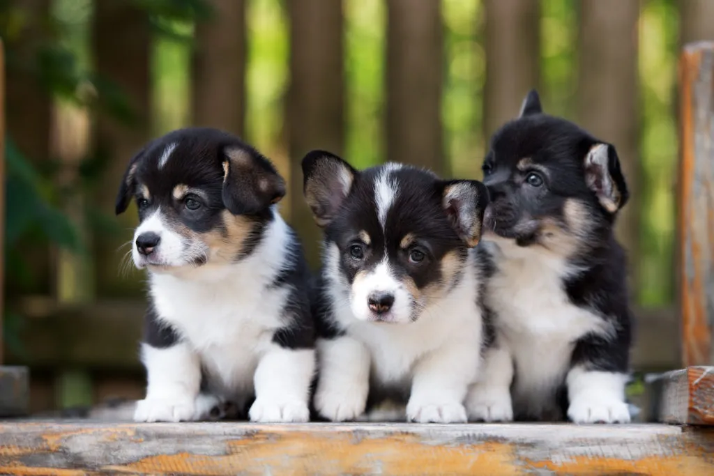 Trois petits chiots assis