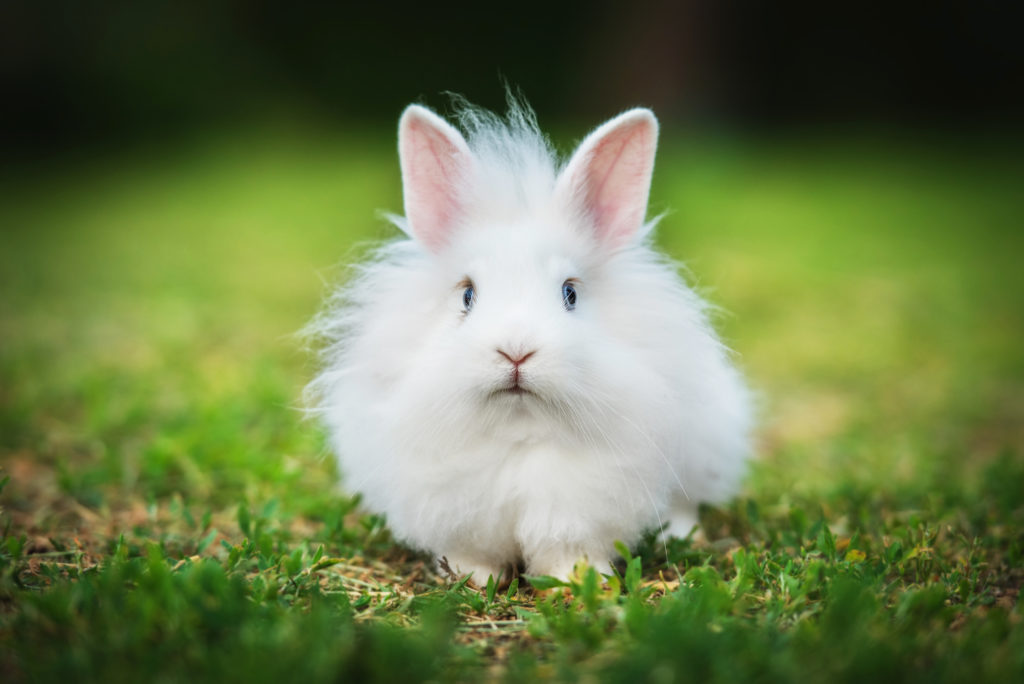s’occuper d’un lapin nain s'occuper d'un lapin nain