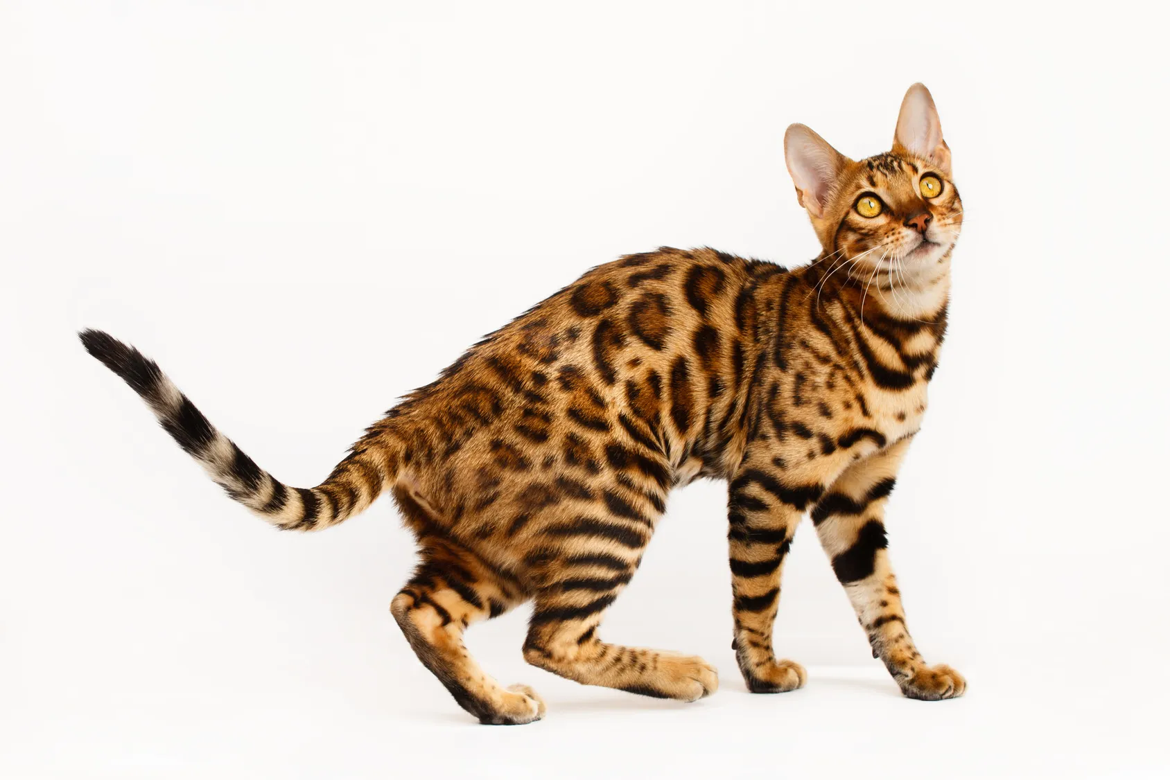 Bengal Bengal