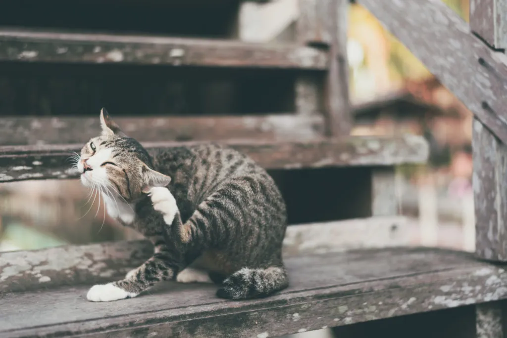 puces chez le chat un chat avec des parasites