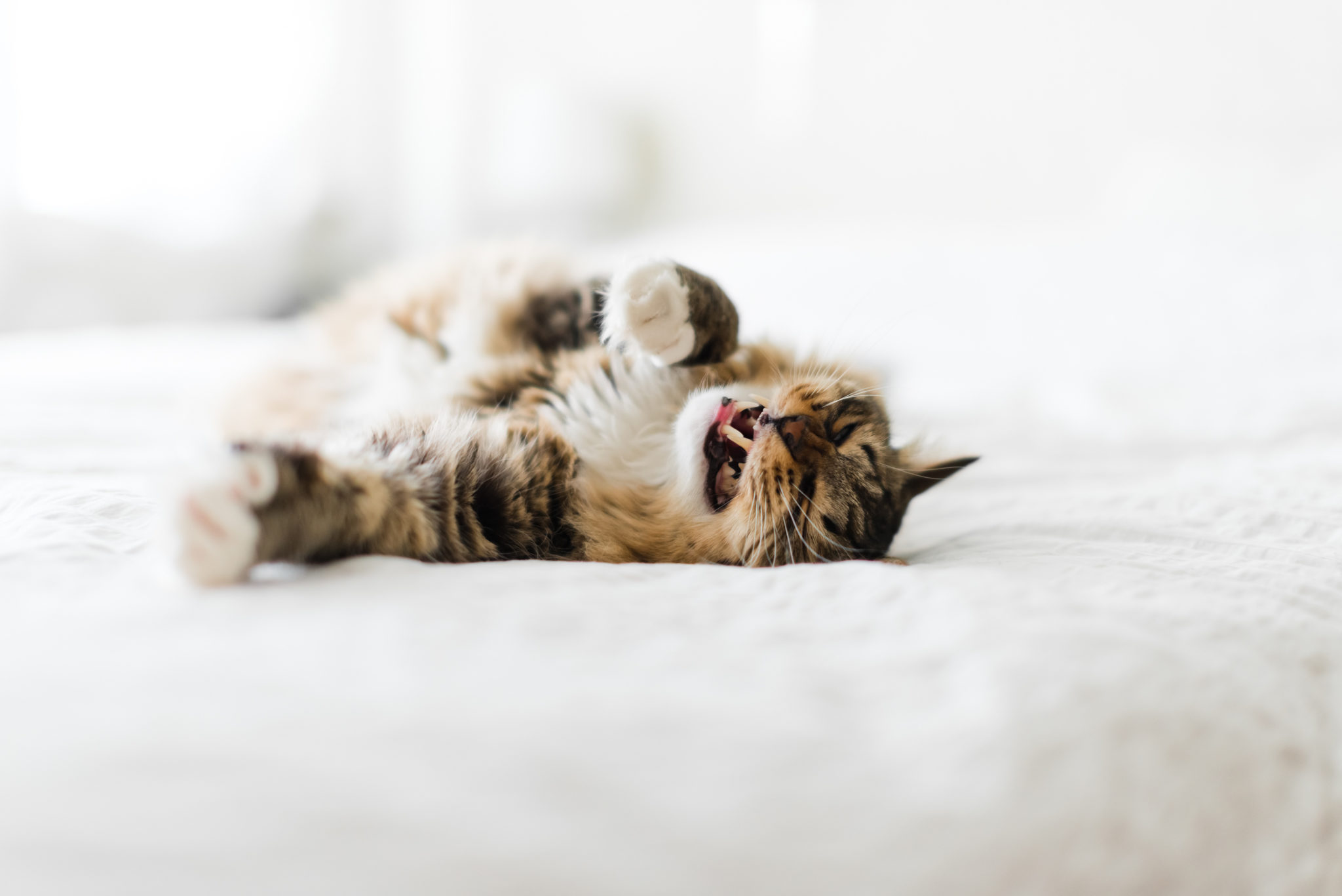 Stress du chat - Comment apaiser et soigner un chat stressé ?