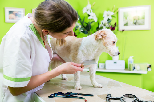 les puces chez le chien une toiletteuse peigne un chien avec un peigne à puces pour les puces chez le chien