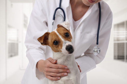 La giardiose chez le chien La giardiose chez le chien