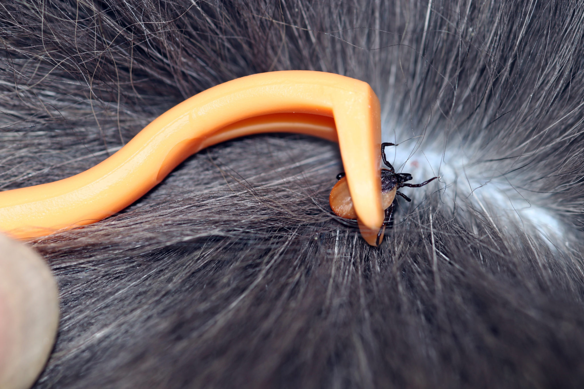 parasites du chat tique chez le chat
