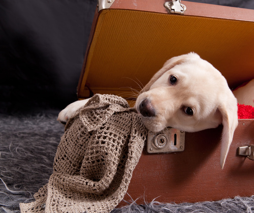 ramener un chiot d'un pays étranger