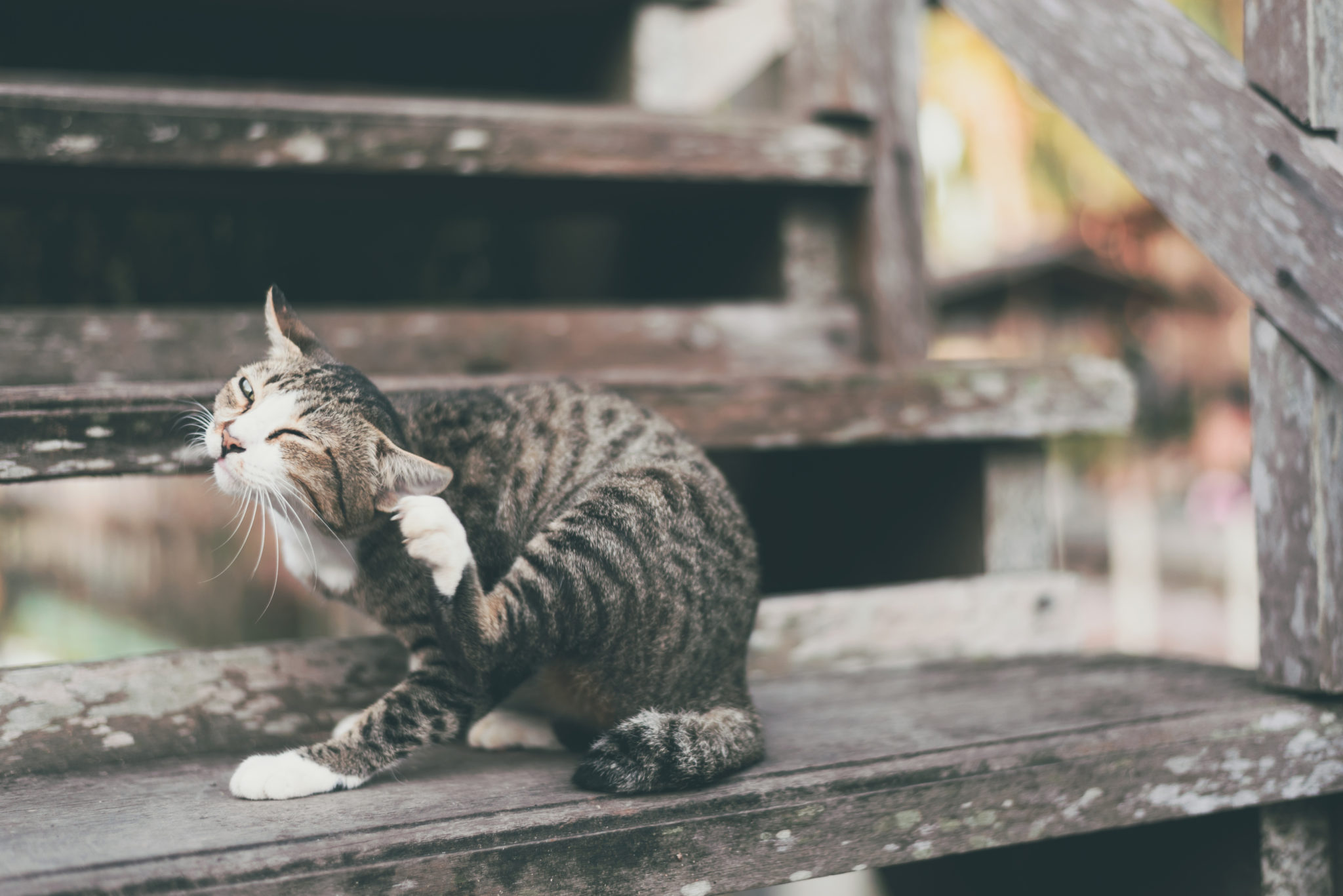 parasites du chat puce du chat