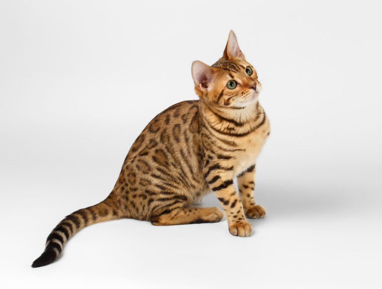 Chat Bengal Tout Savoir Sur La Race à Lapparence De Fauve