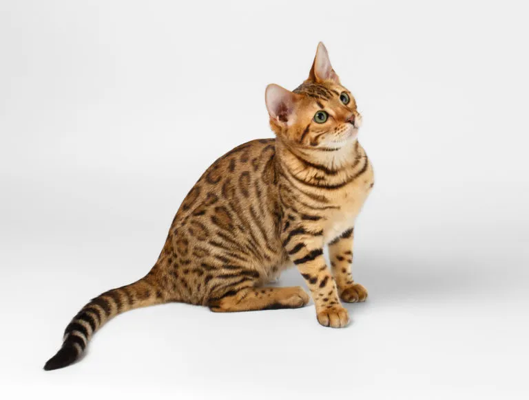 chat Bengal chat Bengal