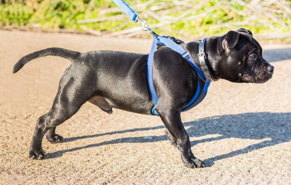 collier ou harnais pour mon chien