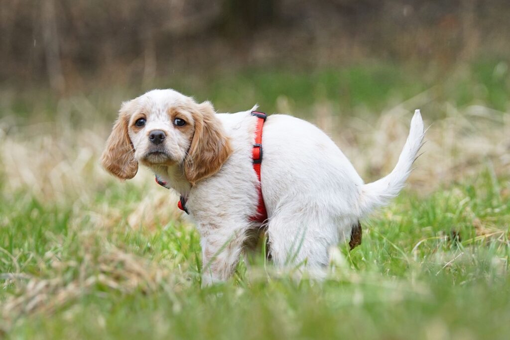 La giardiose chez le chien : causes, symptômes, traitement et prévention