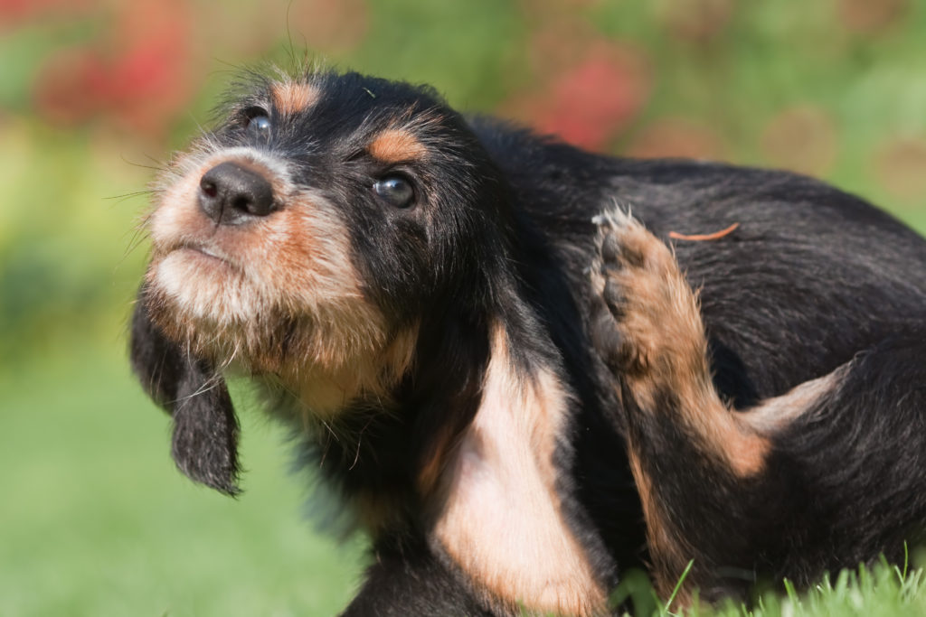 un chien qui a des parasites