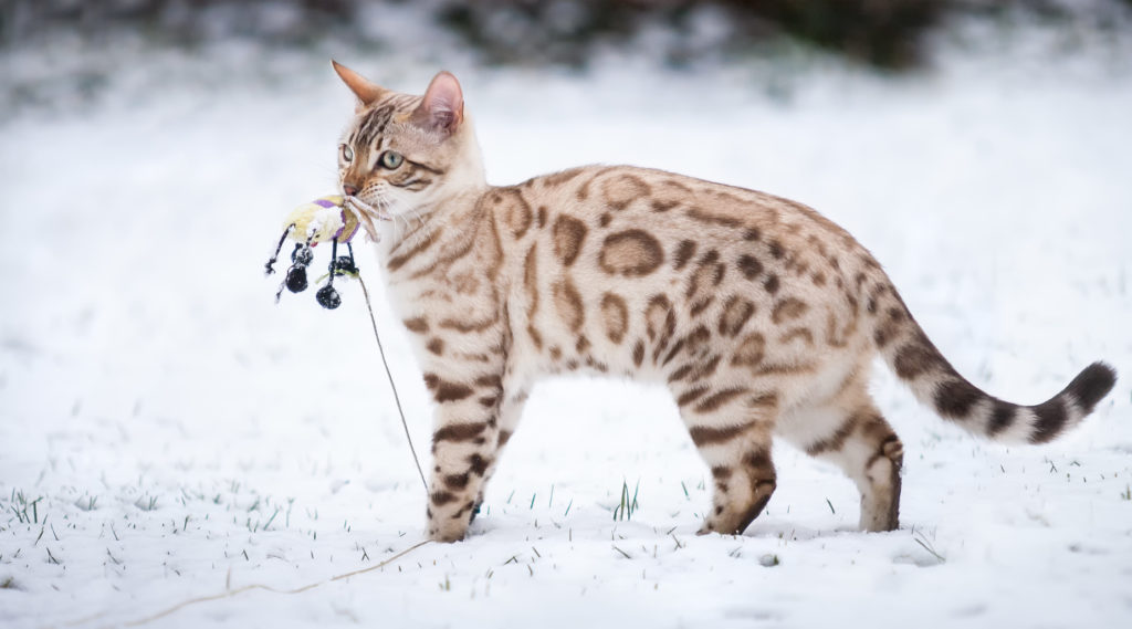 chat bengal dans la neige