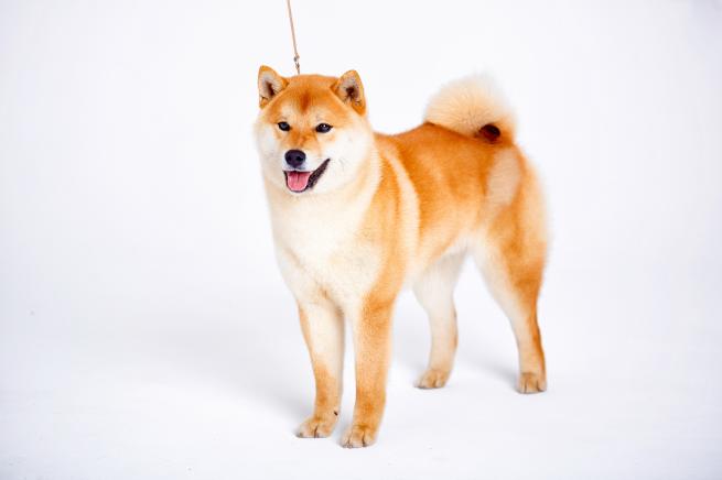 2 Peluches Au Crochet Shiba Inu Et Phoque - Laine Douce - Petites Tailles (environ 10 Cm) - Cadeau Réconfortant