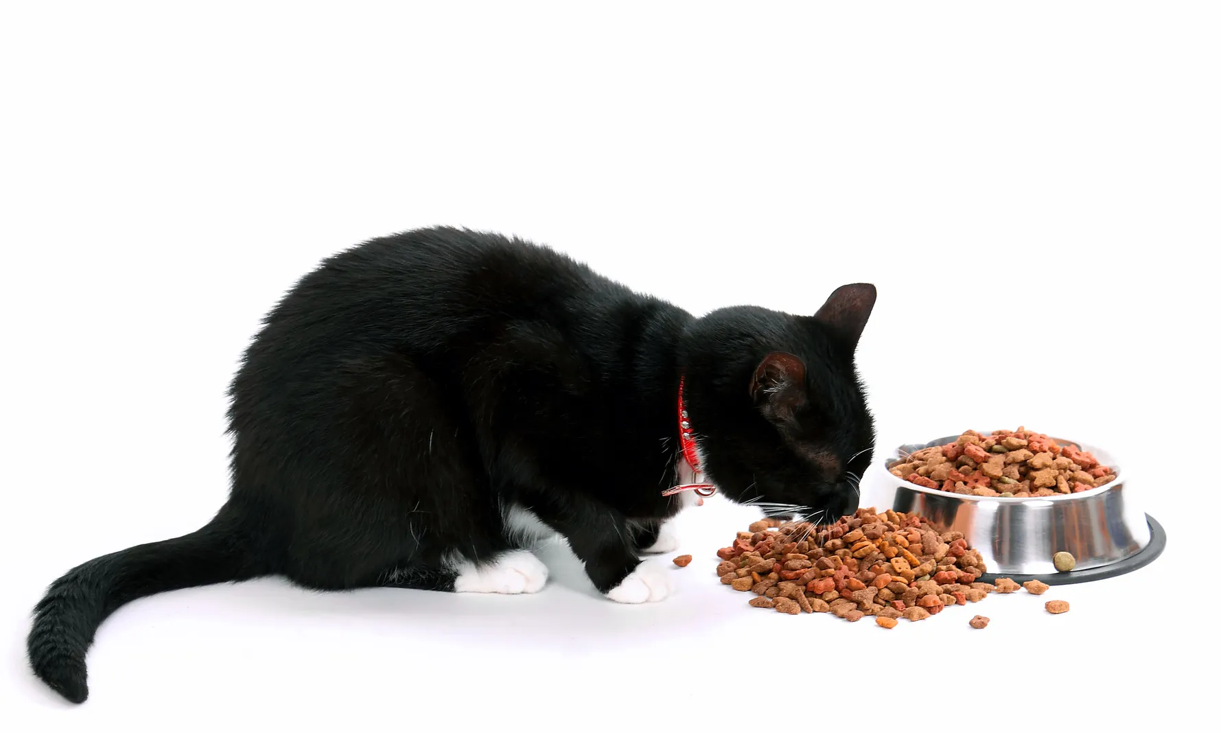 boîtes ou croquettes pour chat boîtes ou croquettes pour chat
