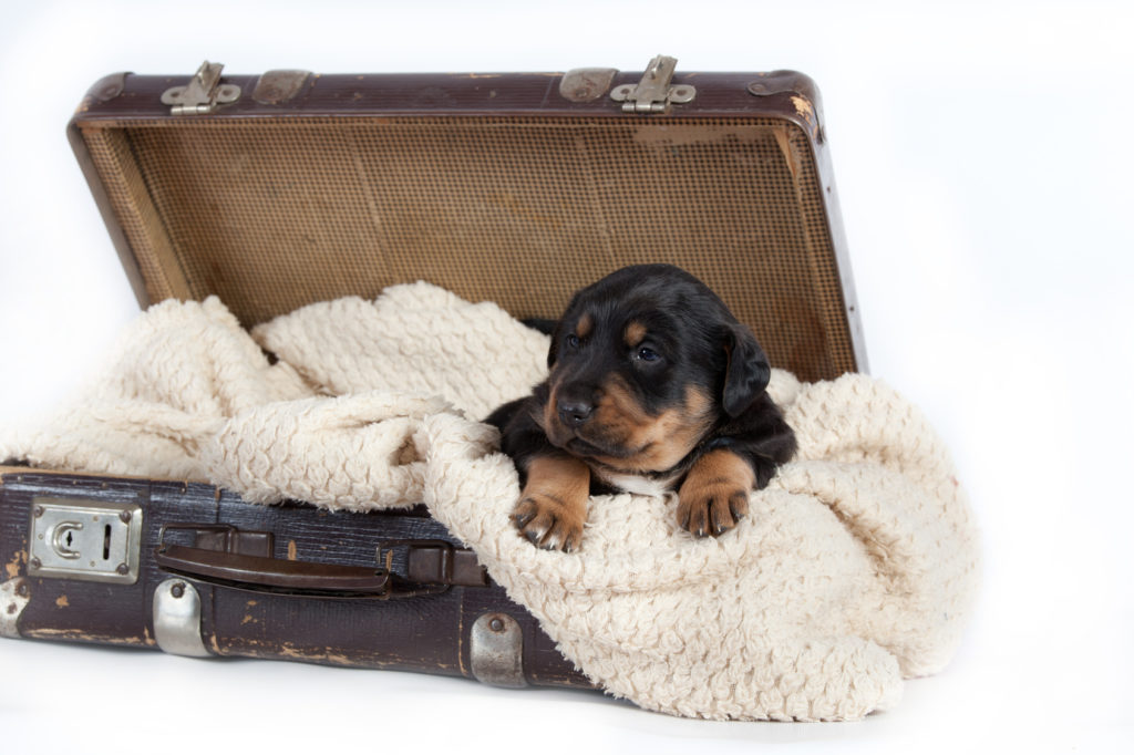 ramener un chiot d’un pays étranger ramener un chiot d'un pays étranger