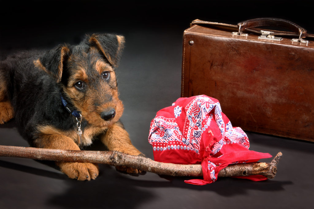 ramener un chiot d’un pays étranger