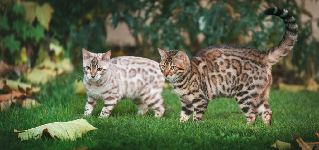 deux chats bengal