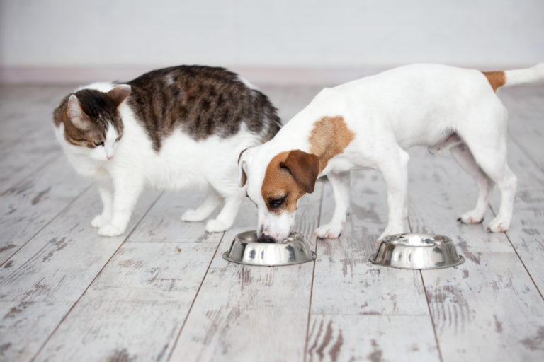 chat mange les croquettes du chien