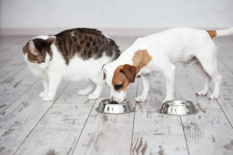 chat mange les croquettes du chien chat mange les croquettes du chien