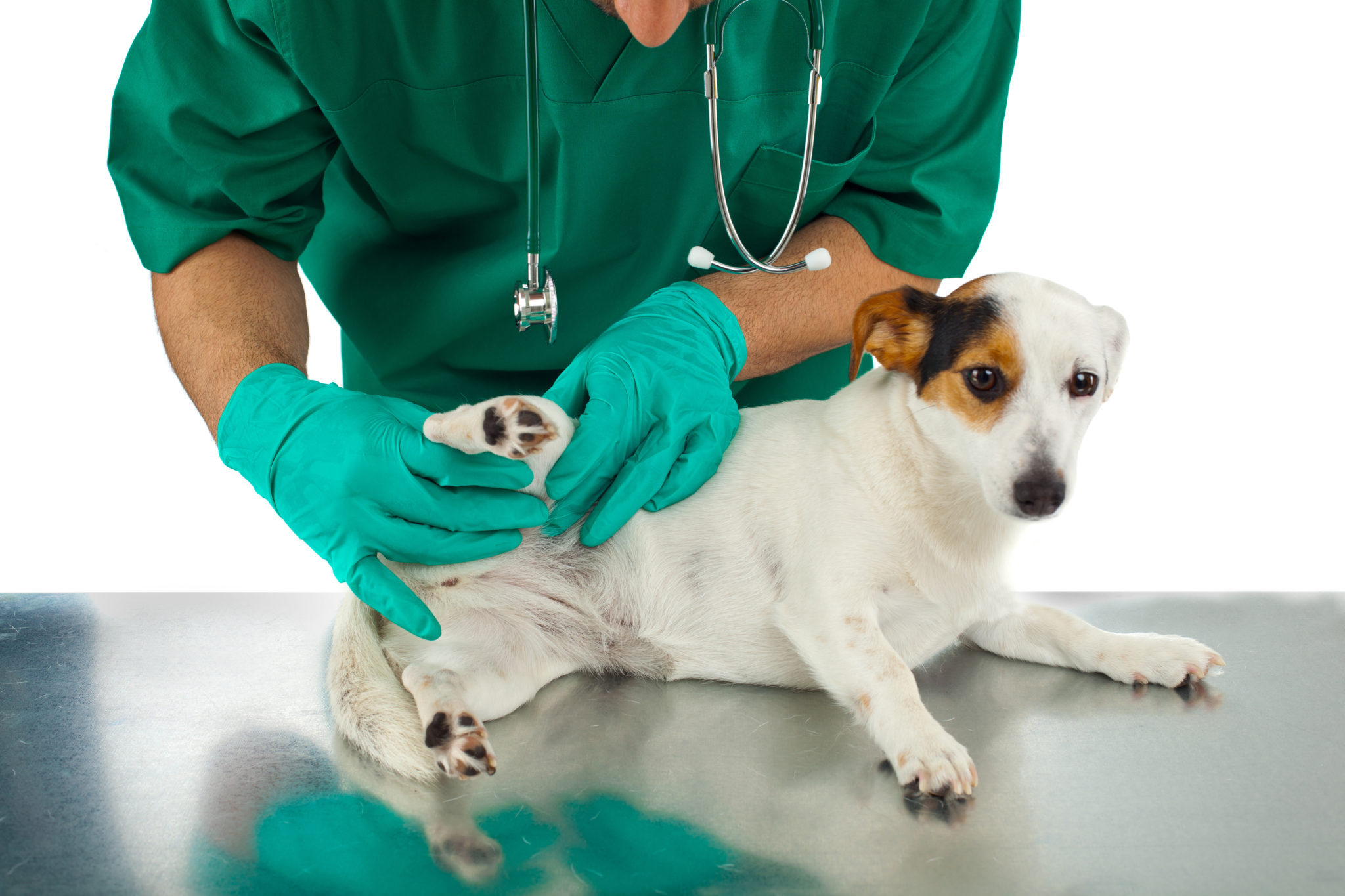La rupture du ligament croisé chez le chien : symptômes, traitement