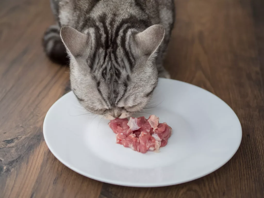 Un chat mange de la viande crue