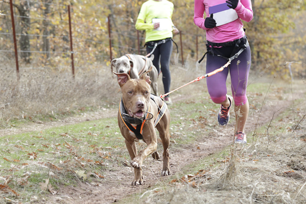 Ceinture + laisse canicross 1er prix, pour course à pied avec chien et  canicross