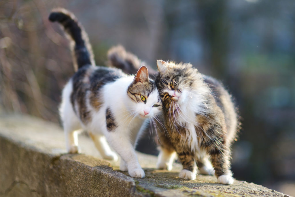 castration ou stérilisation des chats