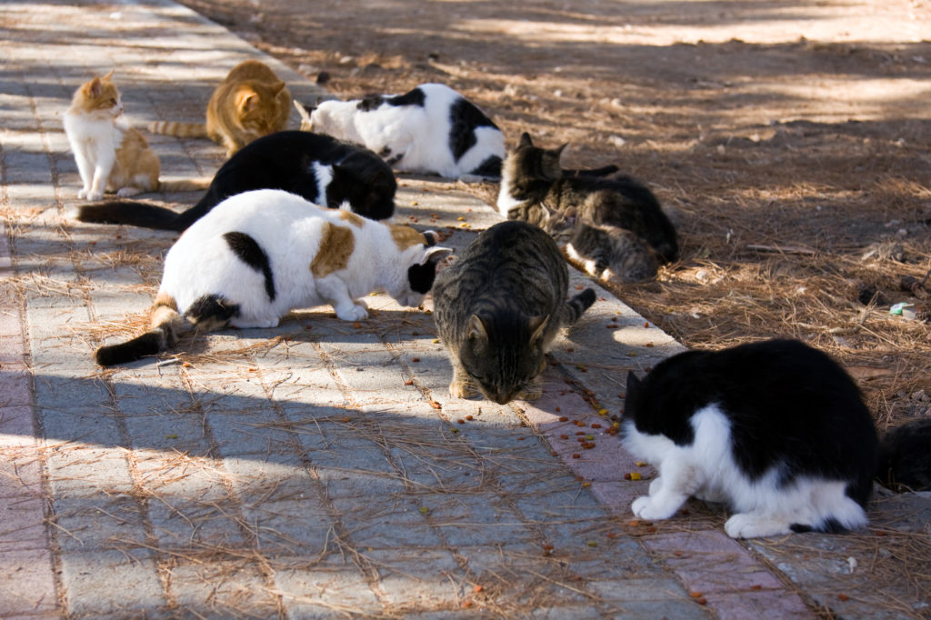 castration ou stérilisation des chats