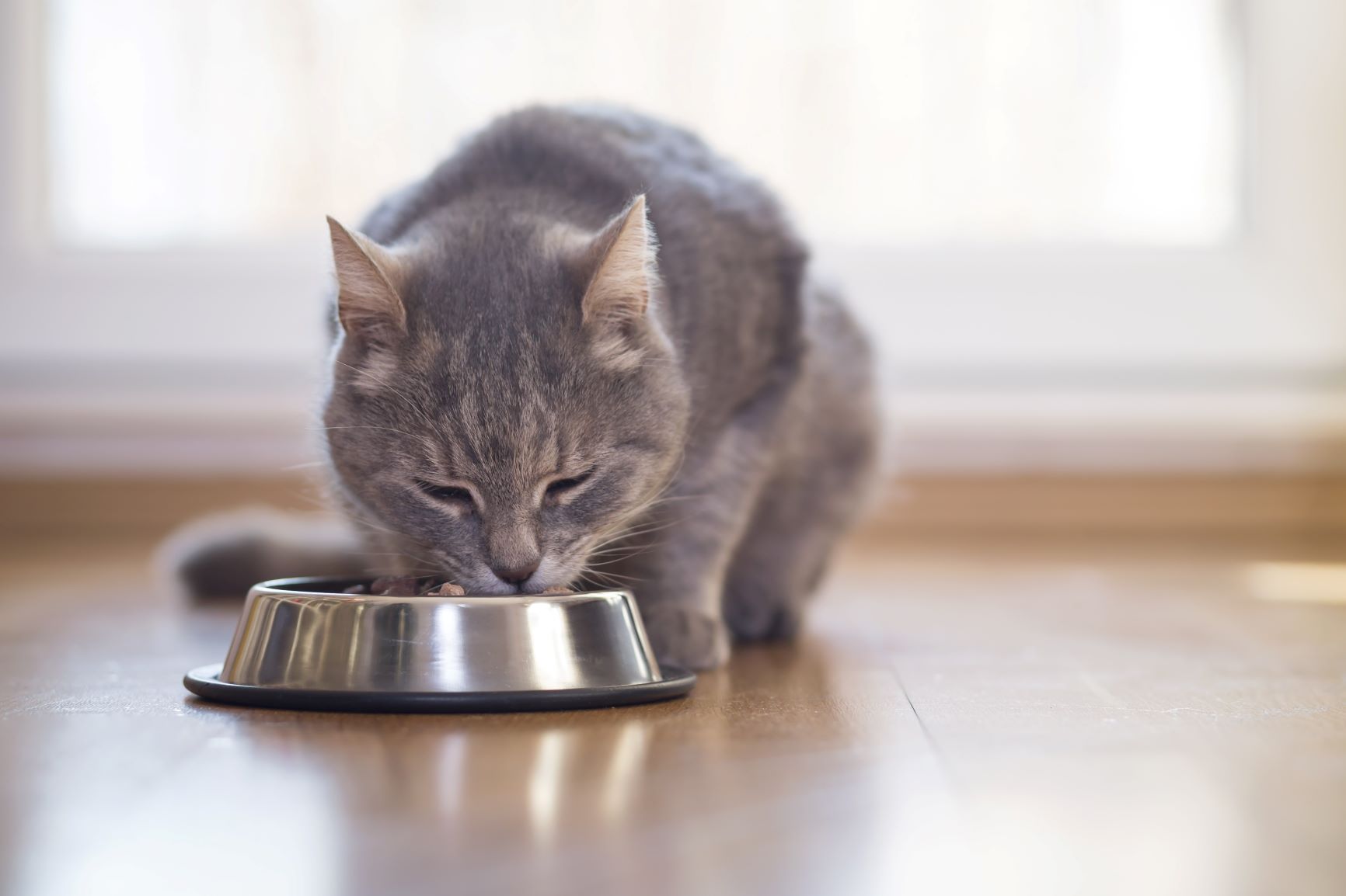 castration ou stérilisation des chats