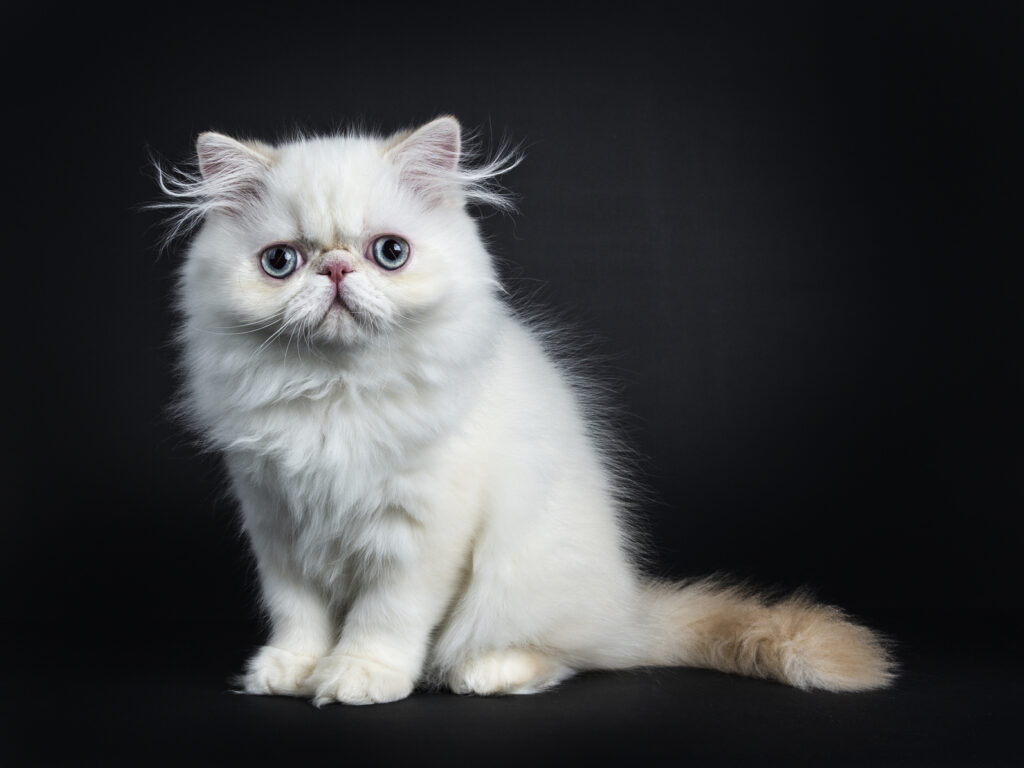 chaton persan blanc