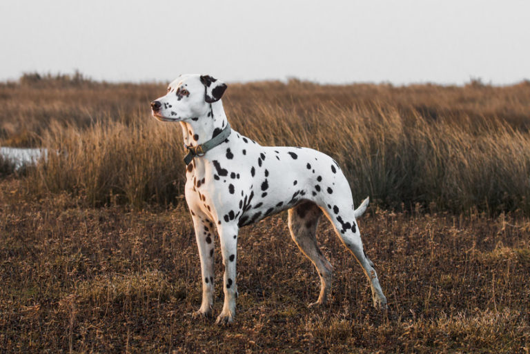 Dalmatien caractère, origine, santé, éducation Magazine zooplus Dalmatien caractère, origine, santé, éducation Magazine zooplus