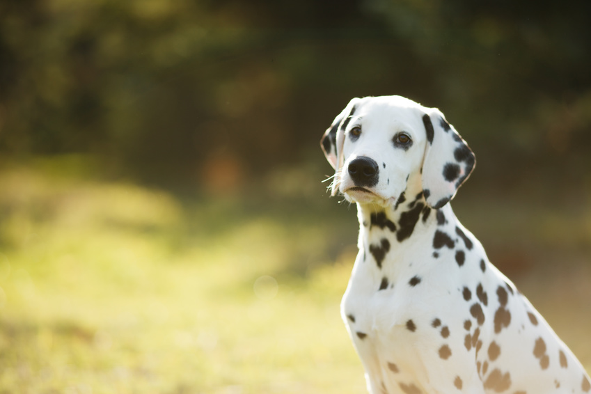 chiot dalmatien