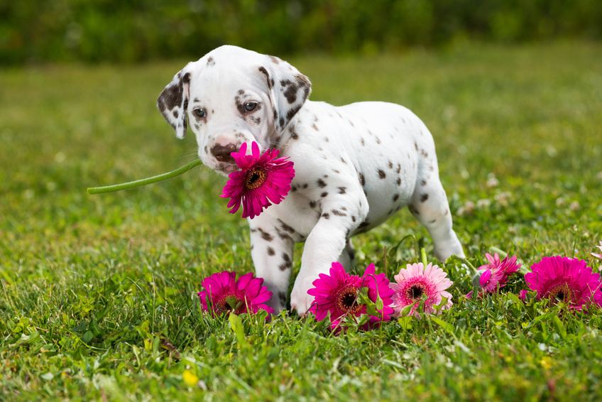 dalmatien chiot