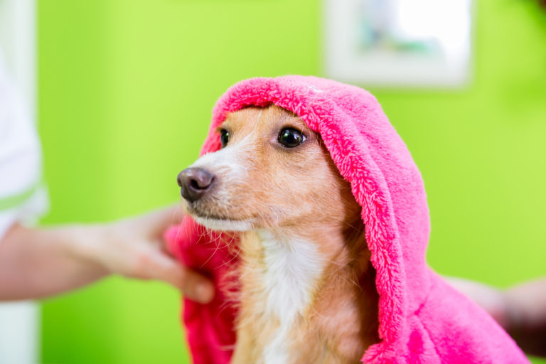 L Otite Chez Le Chien Symptomes Et Traitement Magazine Zooplus