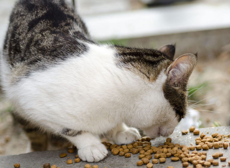nourrir son chat d'extérieur