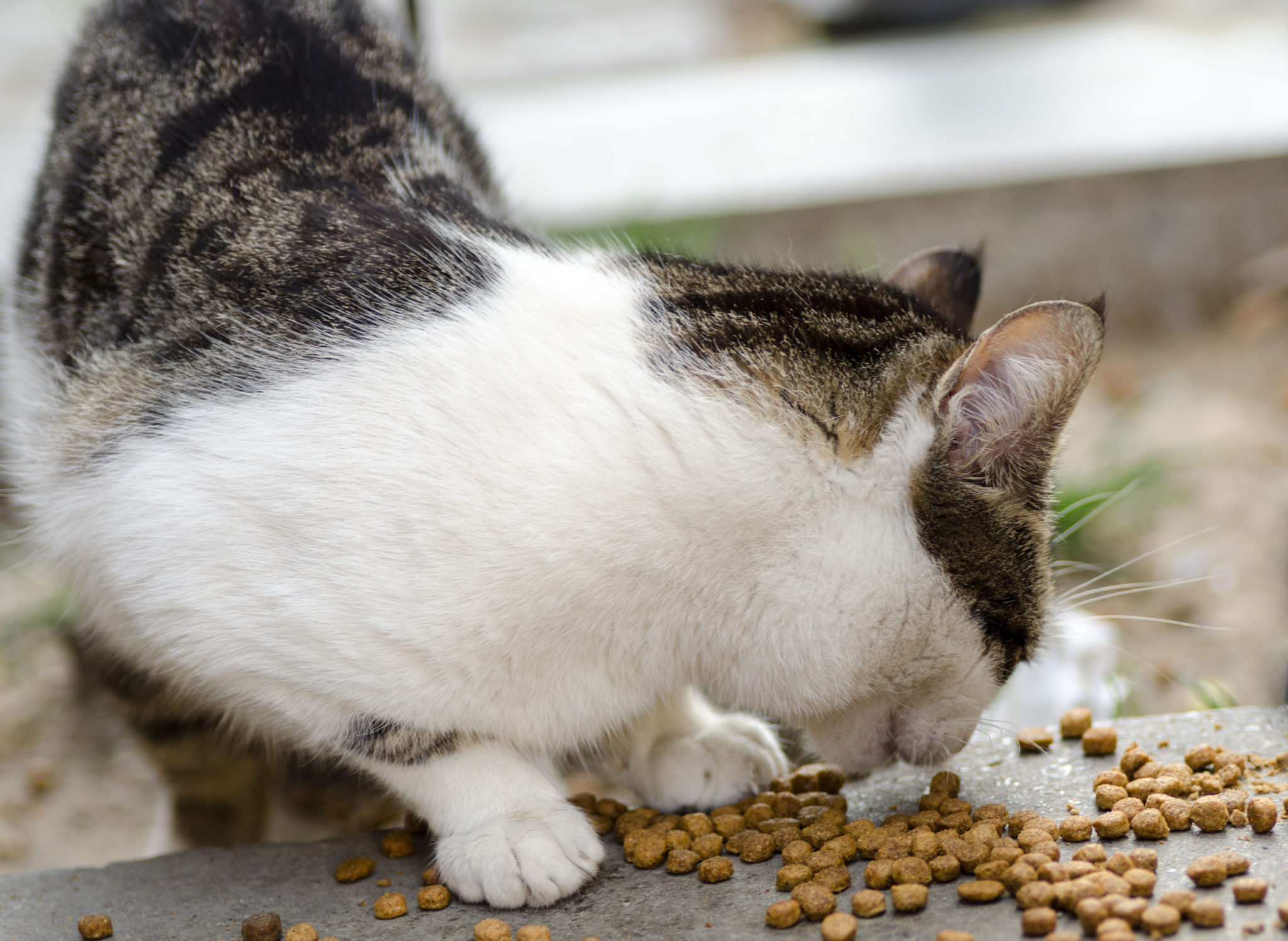 Chat/Boîtes et sachets/Concept for Life - zooplus-fr