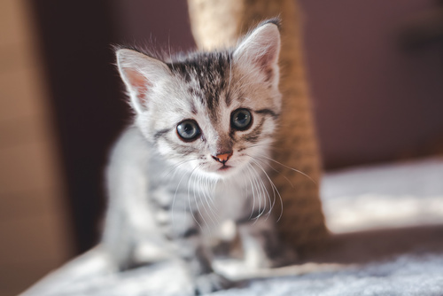 Chaton Mâle Ou Femelle Déterminer Le Sexe Dun Chaton