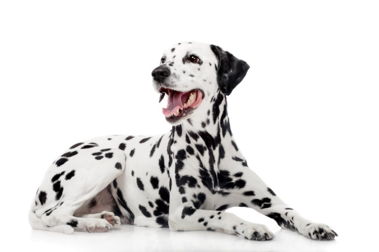 Dalmatien